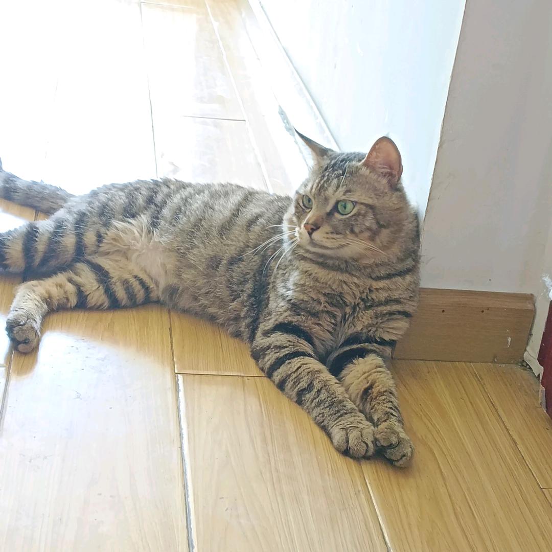 灰黑的猫