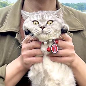 阴功猫黄点点🐱