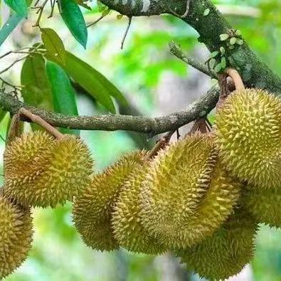 昆明水果代采《啊牛歌》