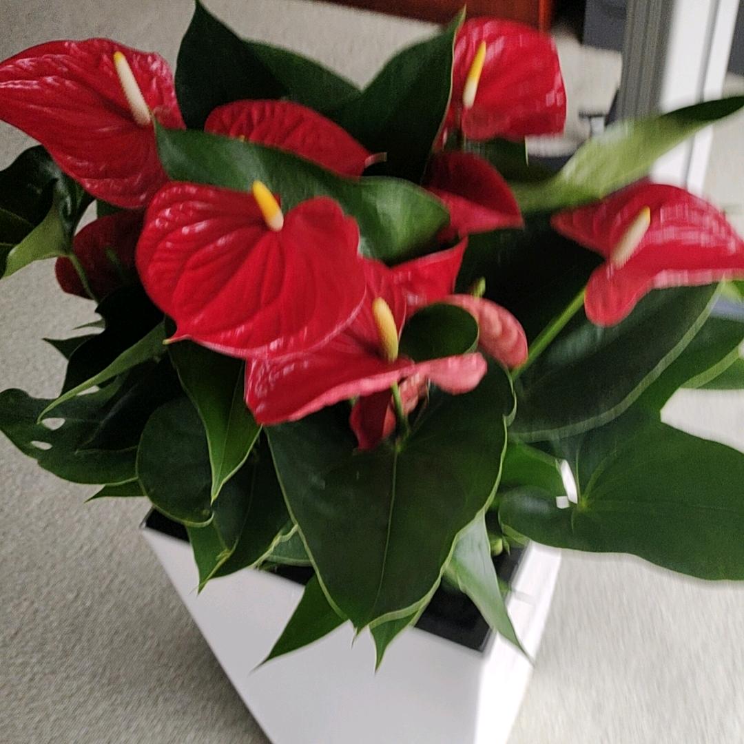 🌈🌺🌹💦沉默不语💦🌈🌹🌷