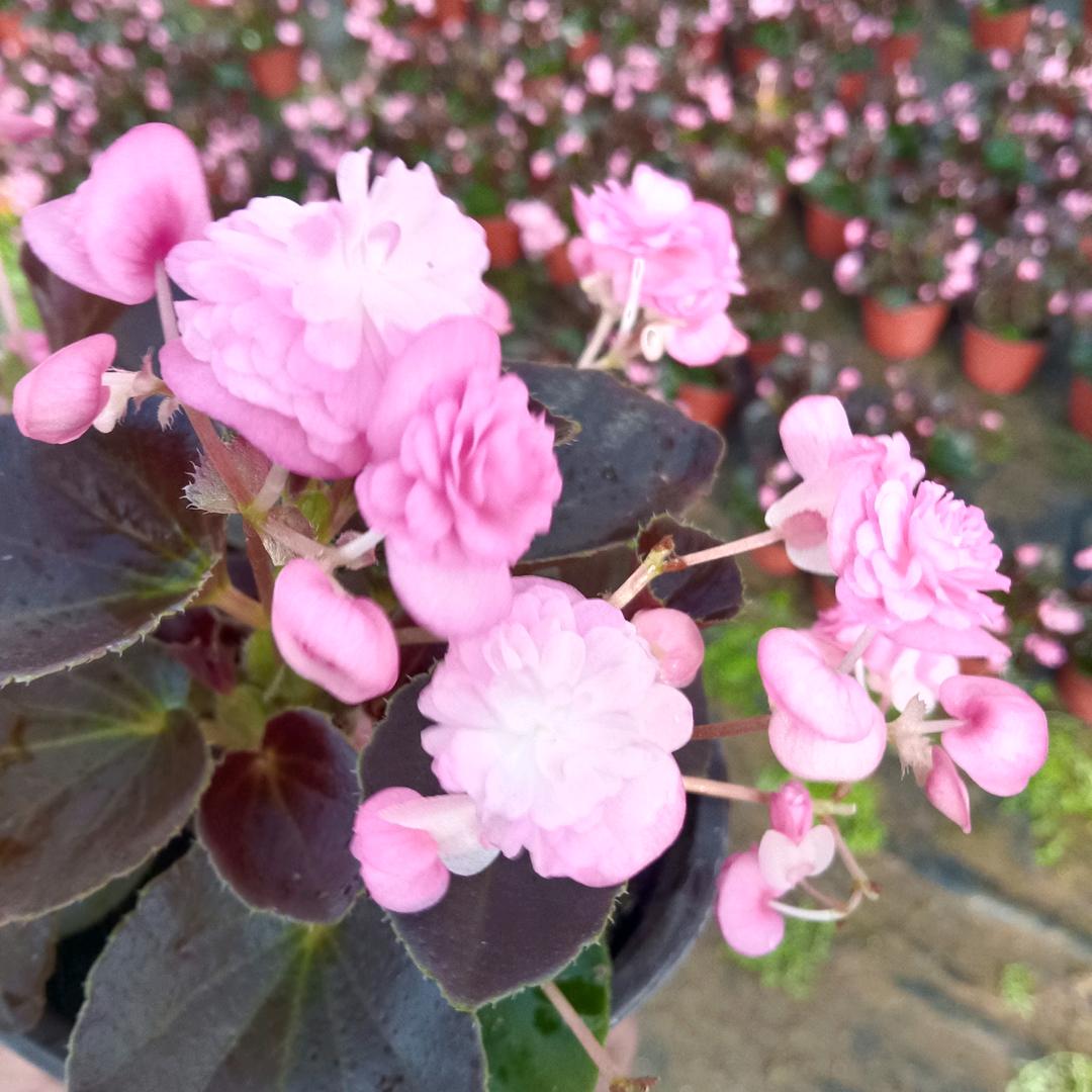 瑞（仙客来，球球）