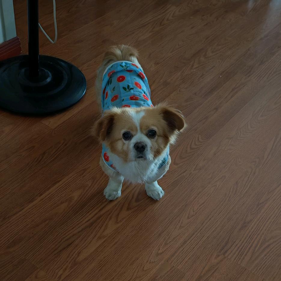 它叫胖娃（10岁了）