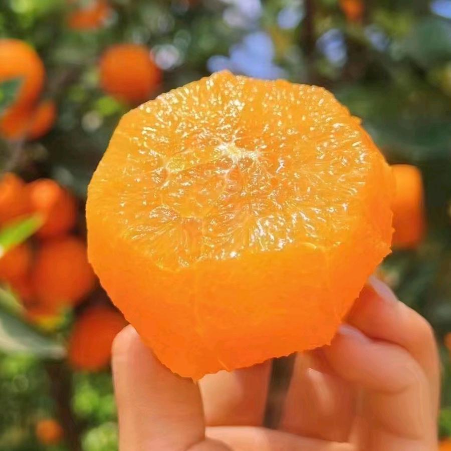 秭归脐橙种植基地