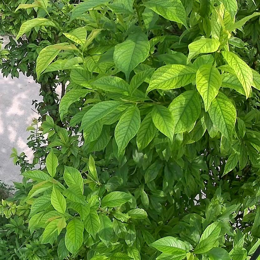 蔡络瑶