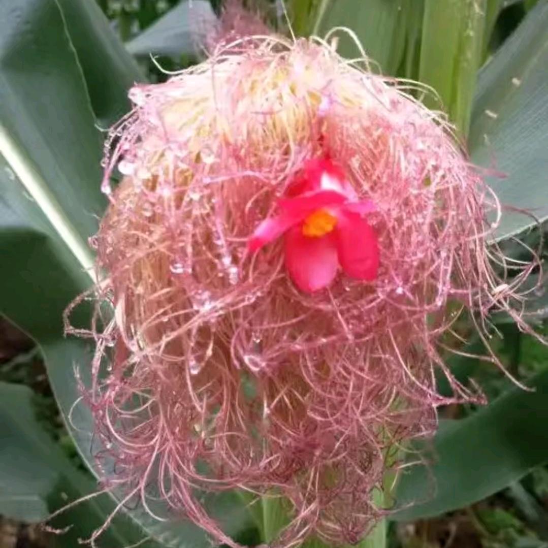 黄金密～榆树市大巨丰种业