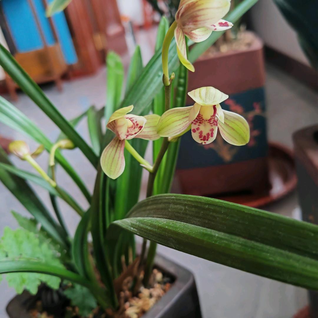 云飞扬