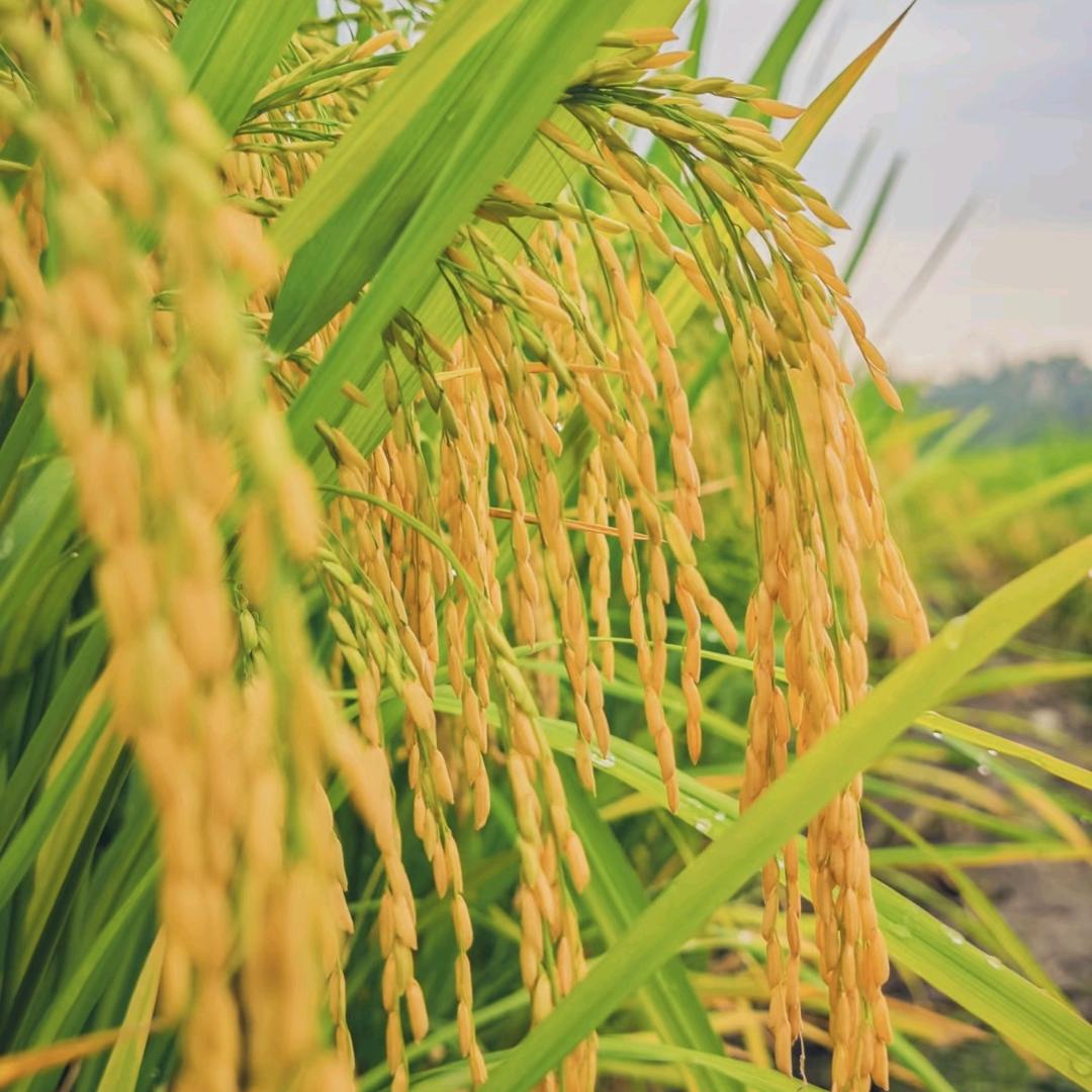 贵州农喜发各类农作物种子优选