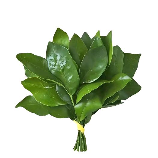 是阿狗不是啊！！！！！！狗！！！