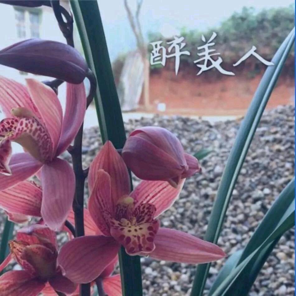 随缘💃