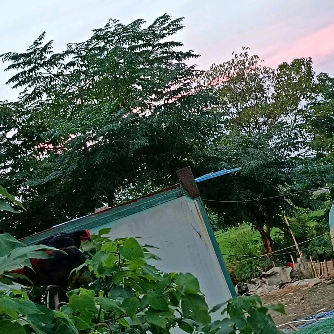 诸暨王家井关湖养植场
