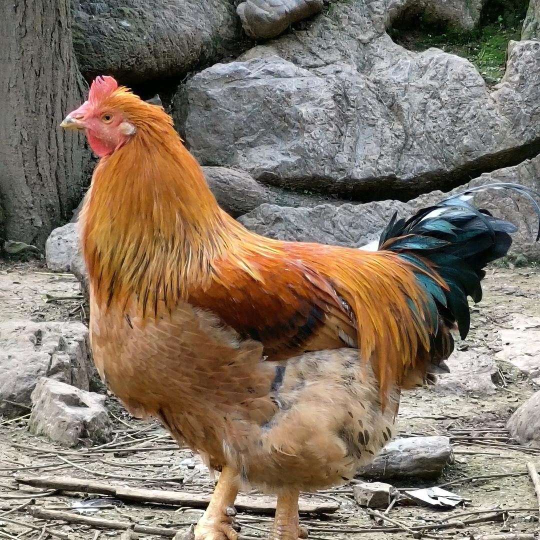 霸道总裁，勇少