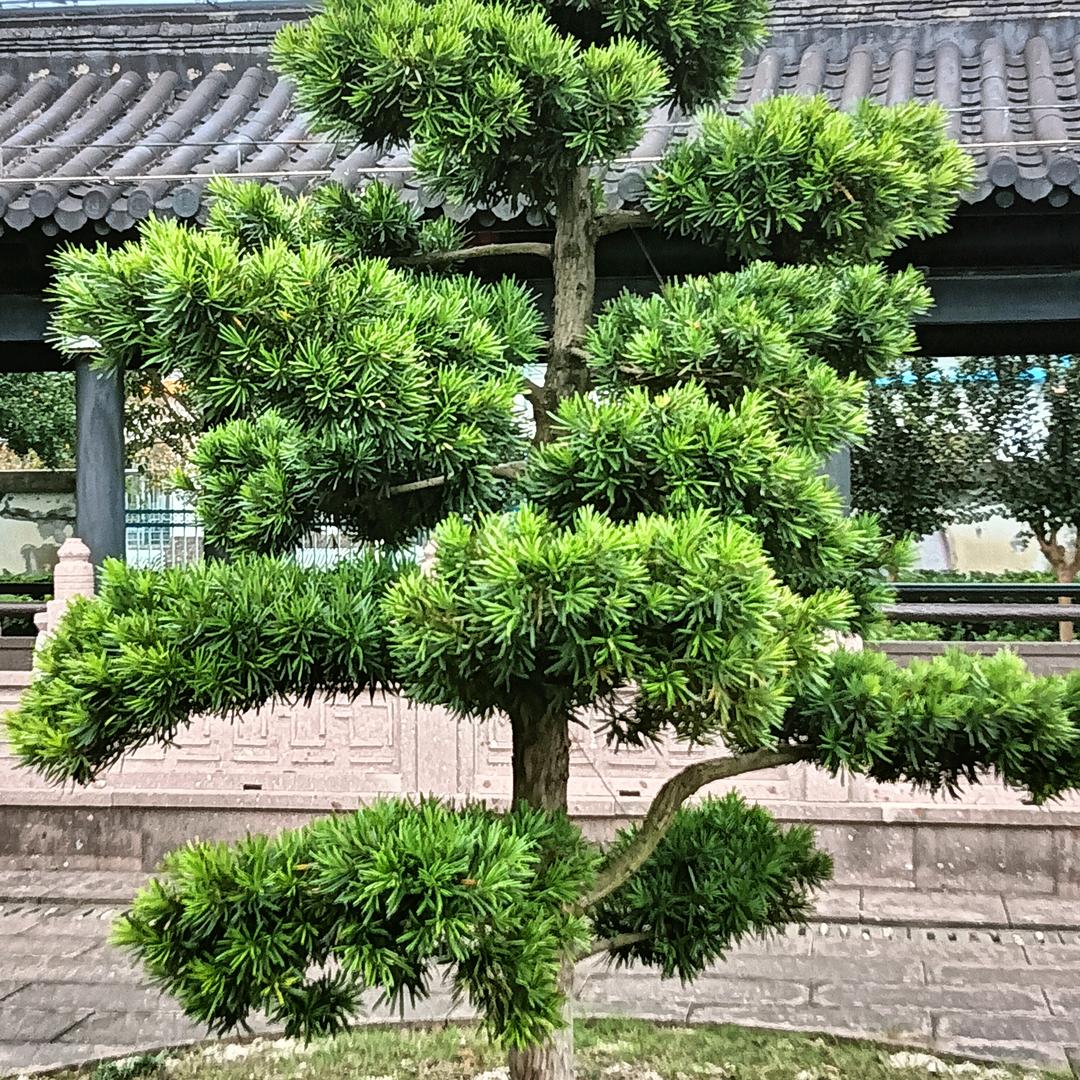 孤独（有心）