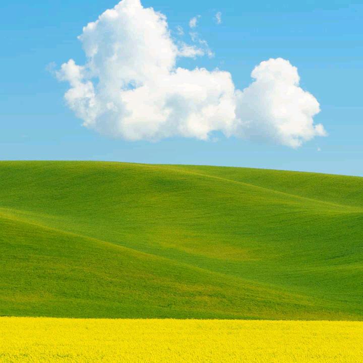 芦荟