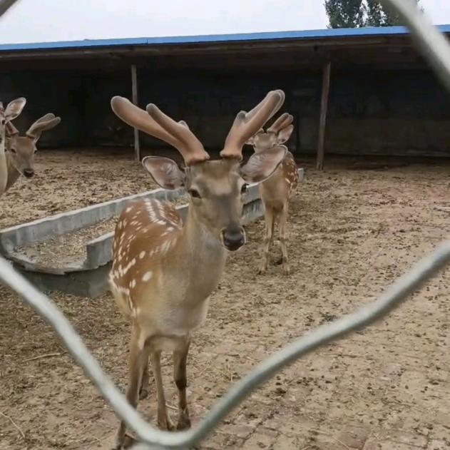潍坊梅花鹿养殖