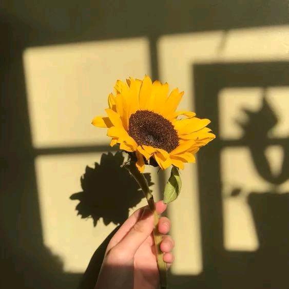 太阳☀️姐姐