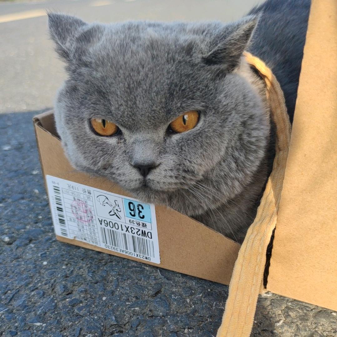 土豆圆溜溜