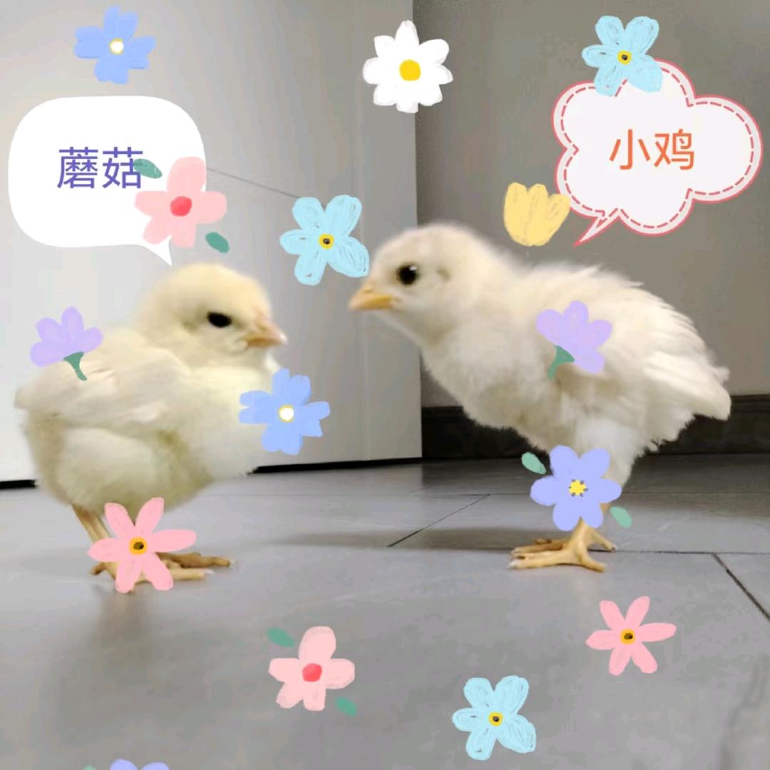 小鸡炖蘑菇