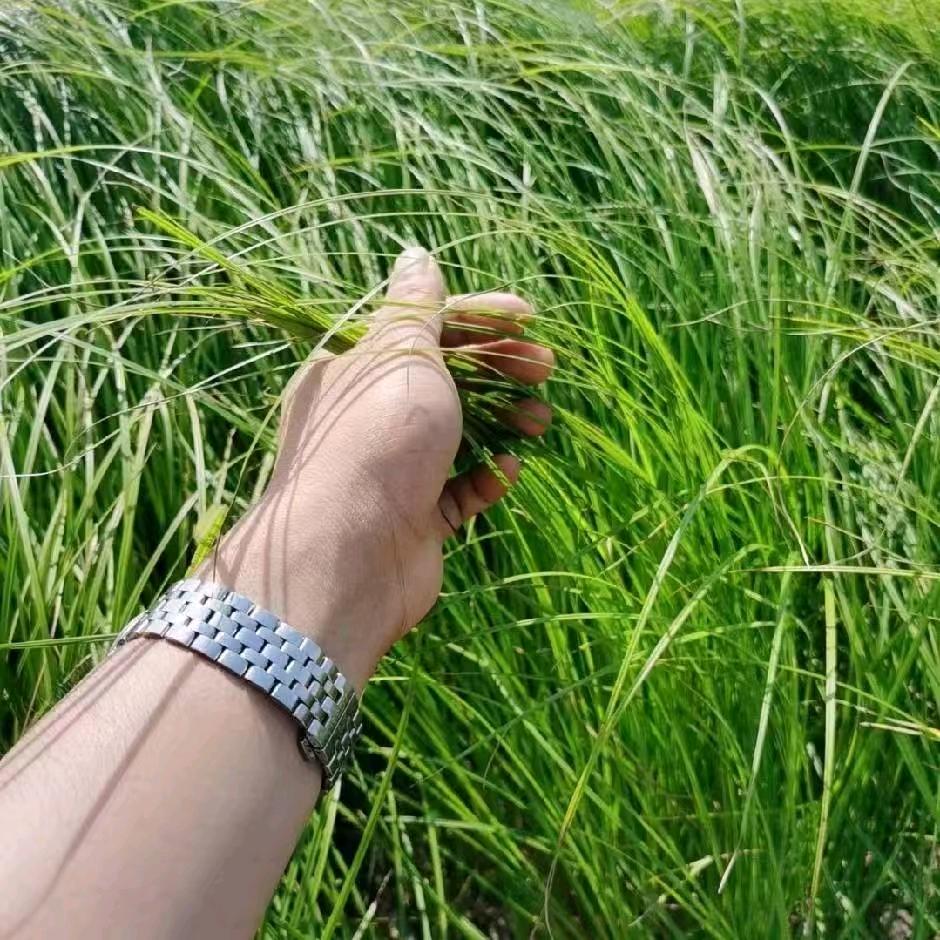 郑在努力中丶