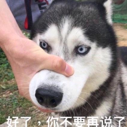 你不要再狗叫了
