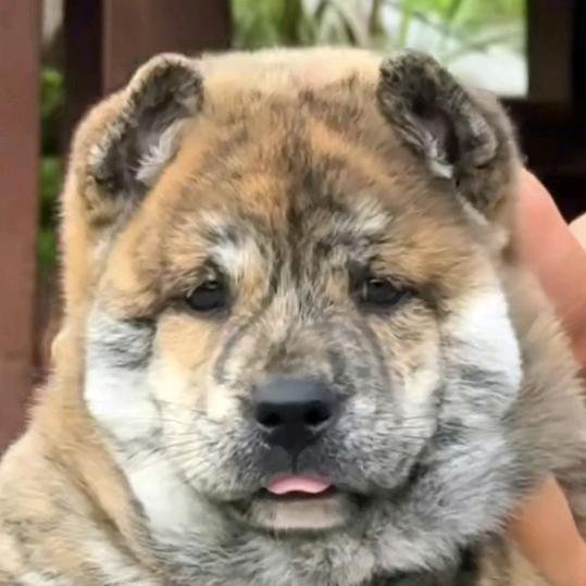 中华田园犬，[勇哥]
