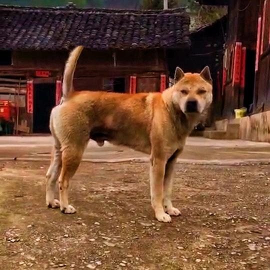 追风田园犬，土猎