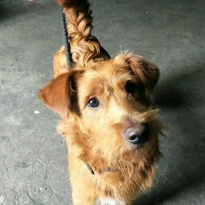 常念🐶小旺+元宝