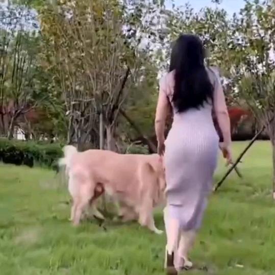 香香公主和金毛🐶