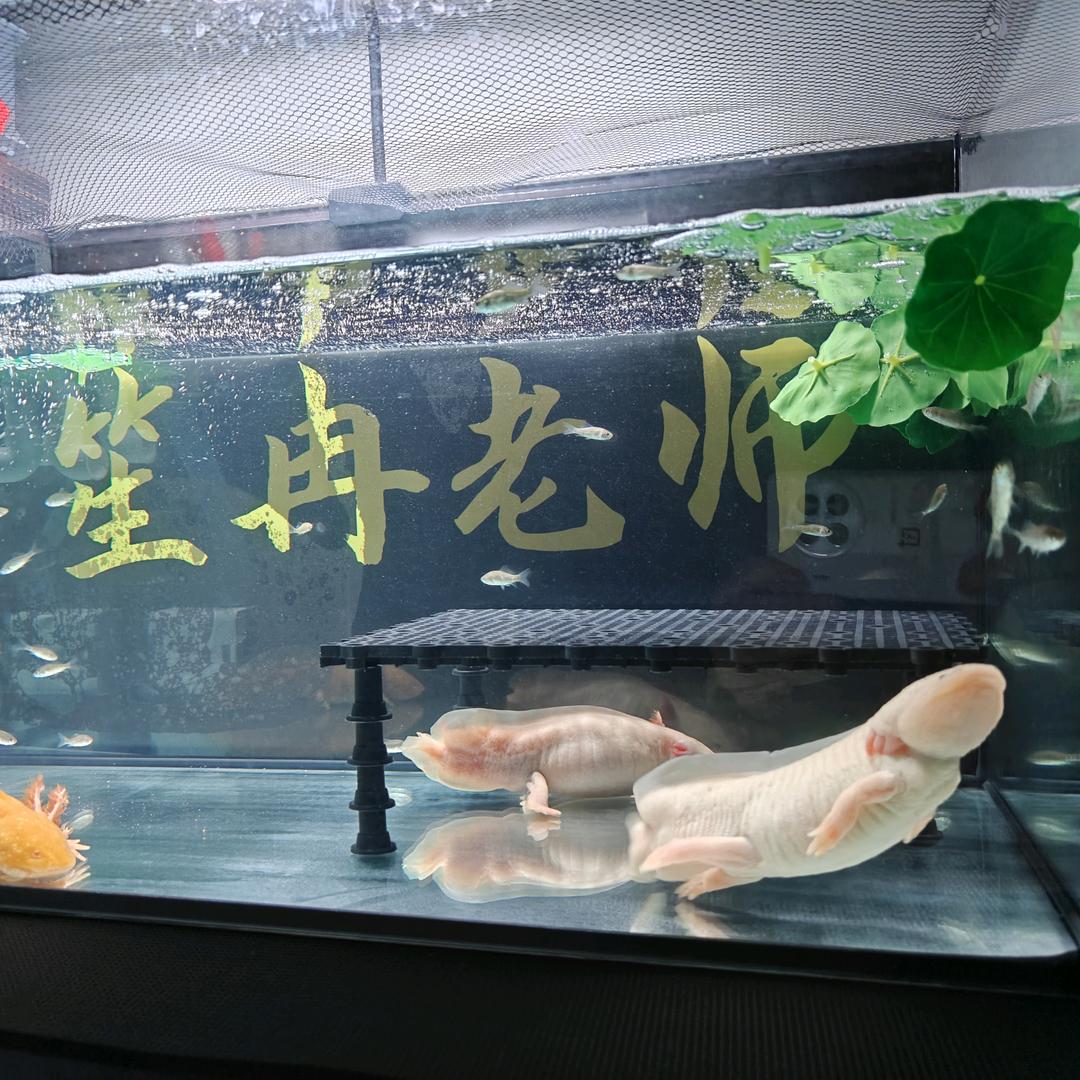（水陆爬宠）笙冉老师