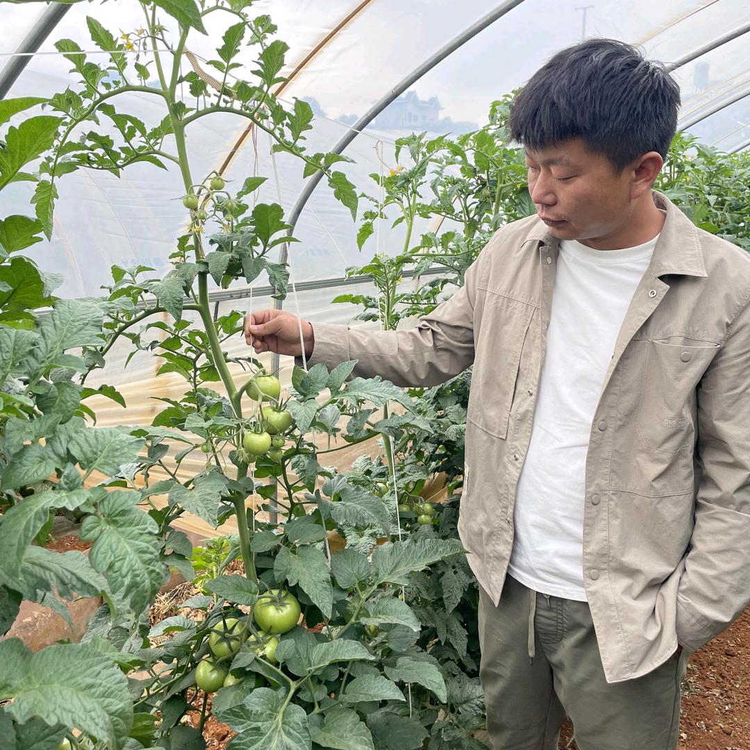 🍅西红柿长