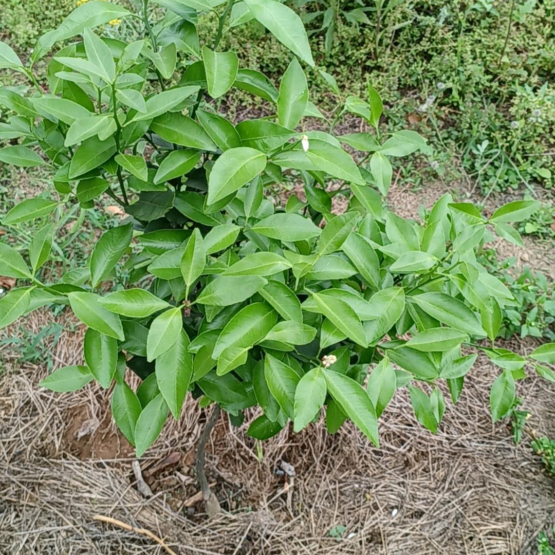 会仙如来福小李