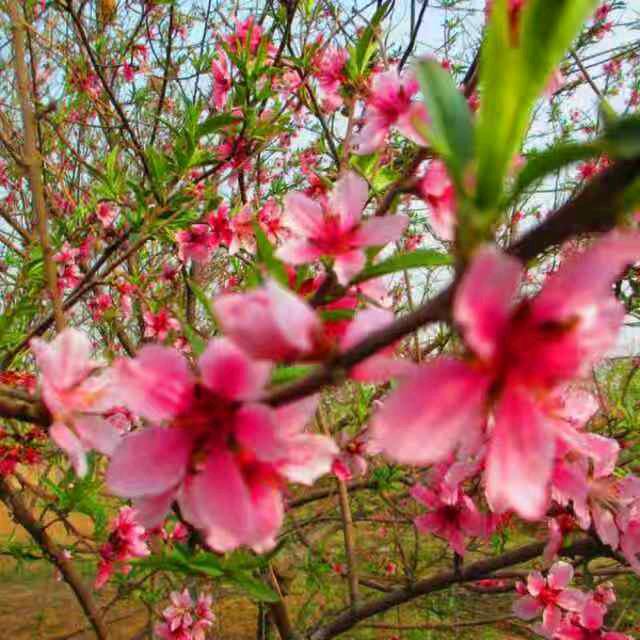 孝花