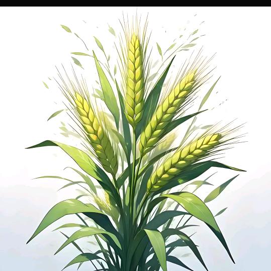 慧君房车游中国