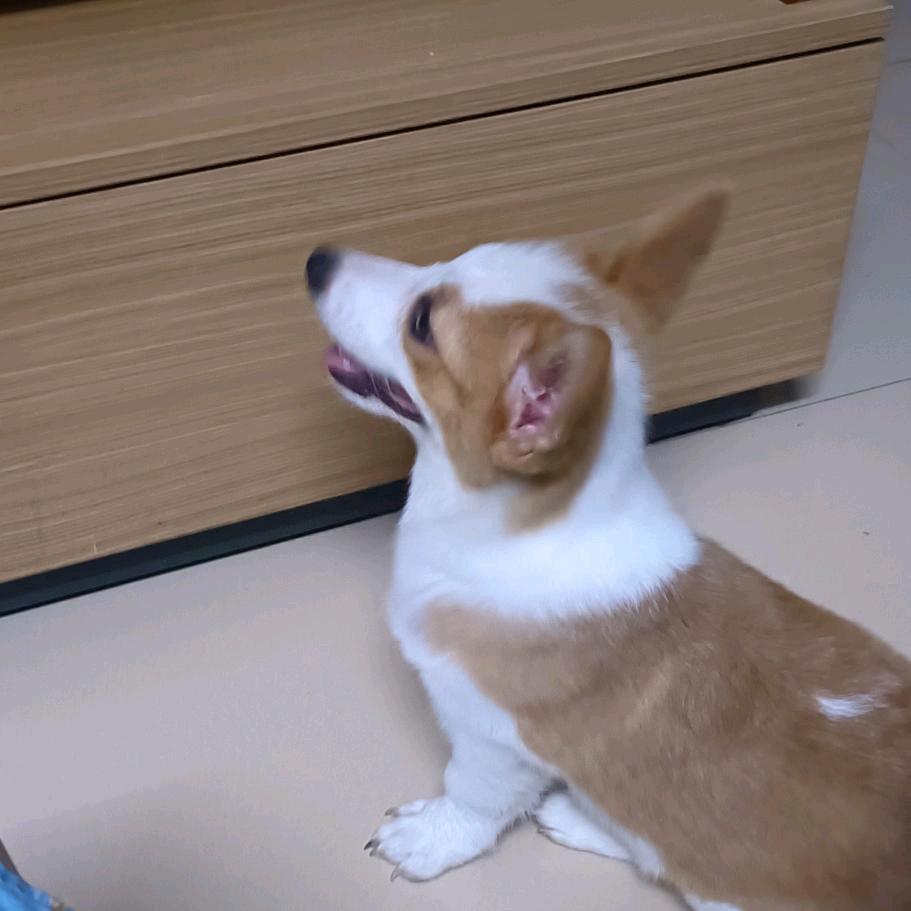 可糖咖啡爱你呀