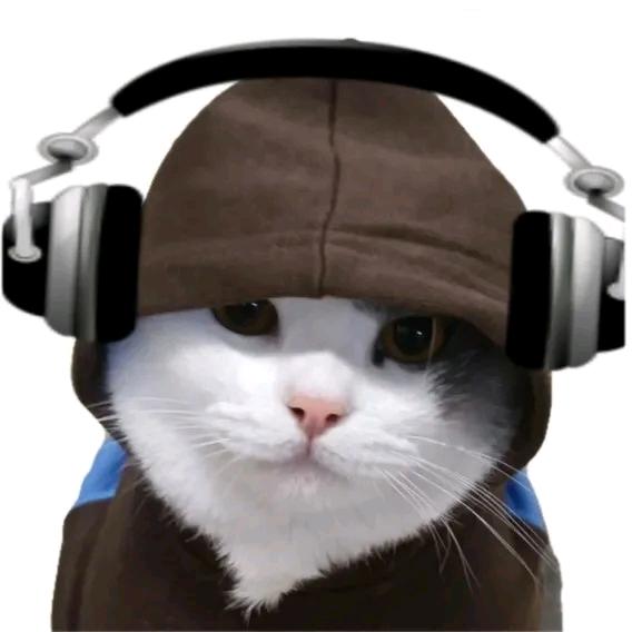 出走猫