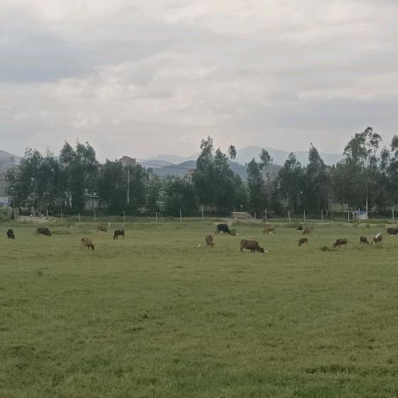 小马乡村生活记录