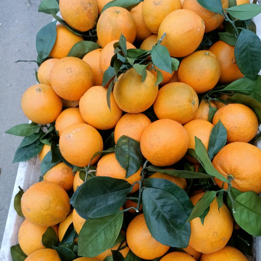 赣南脐橙，沙糖橘，水果批发。