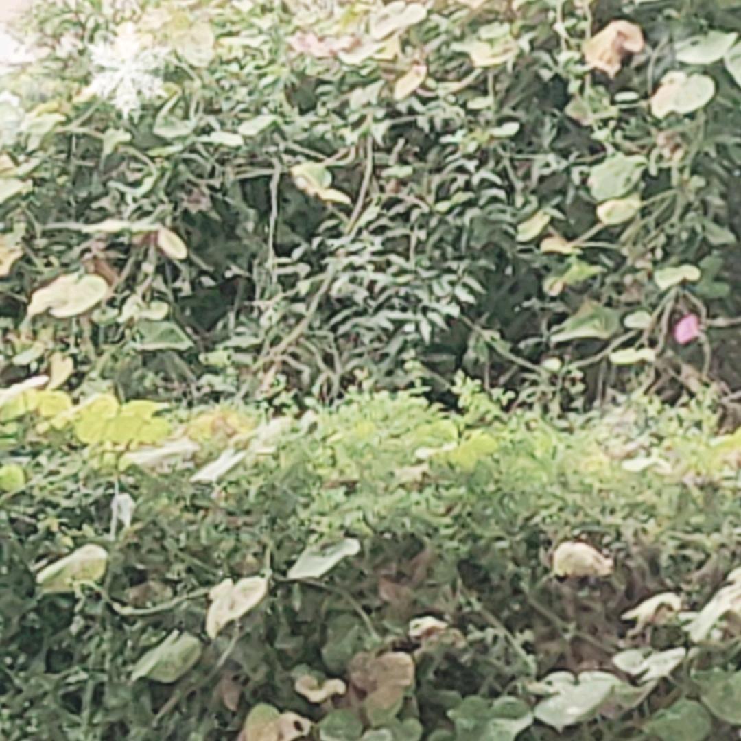 沙漠风暴