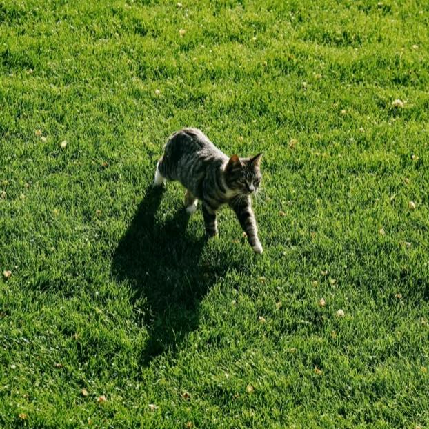 超绝无敌大圆脸猫🐱