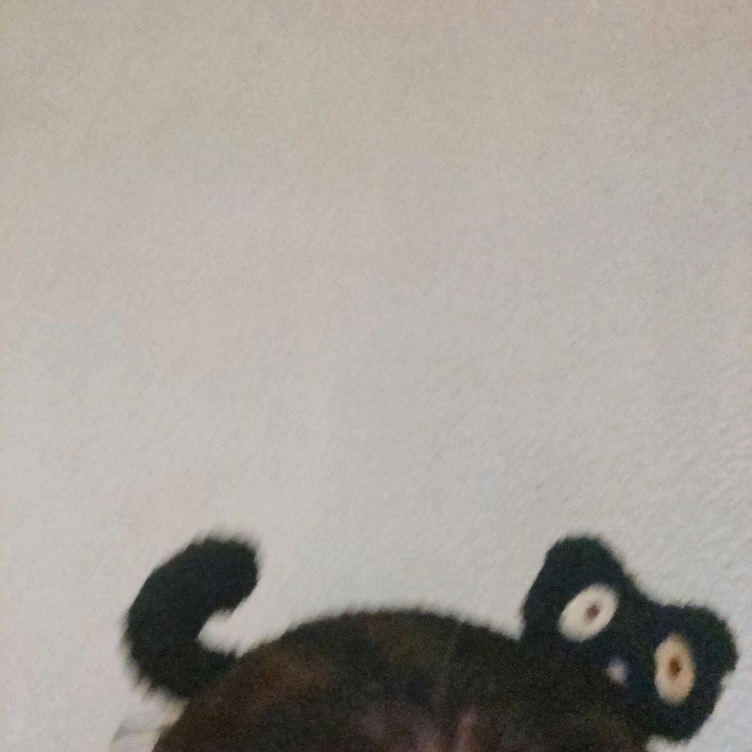 当两天盆栽看看🌵