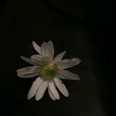 醇酒醉影