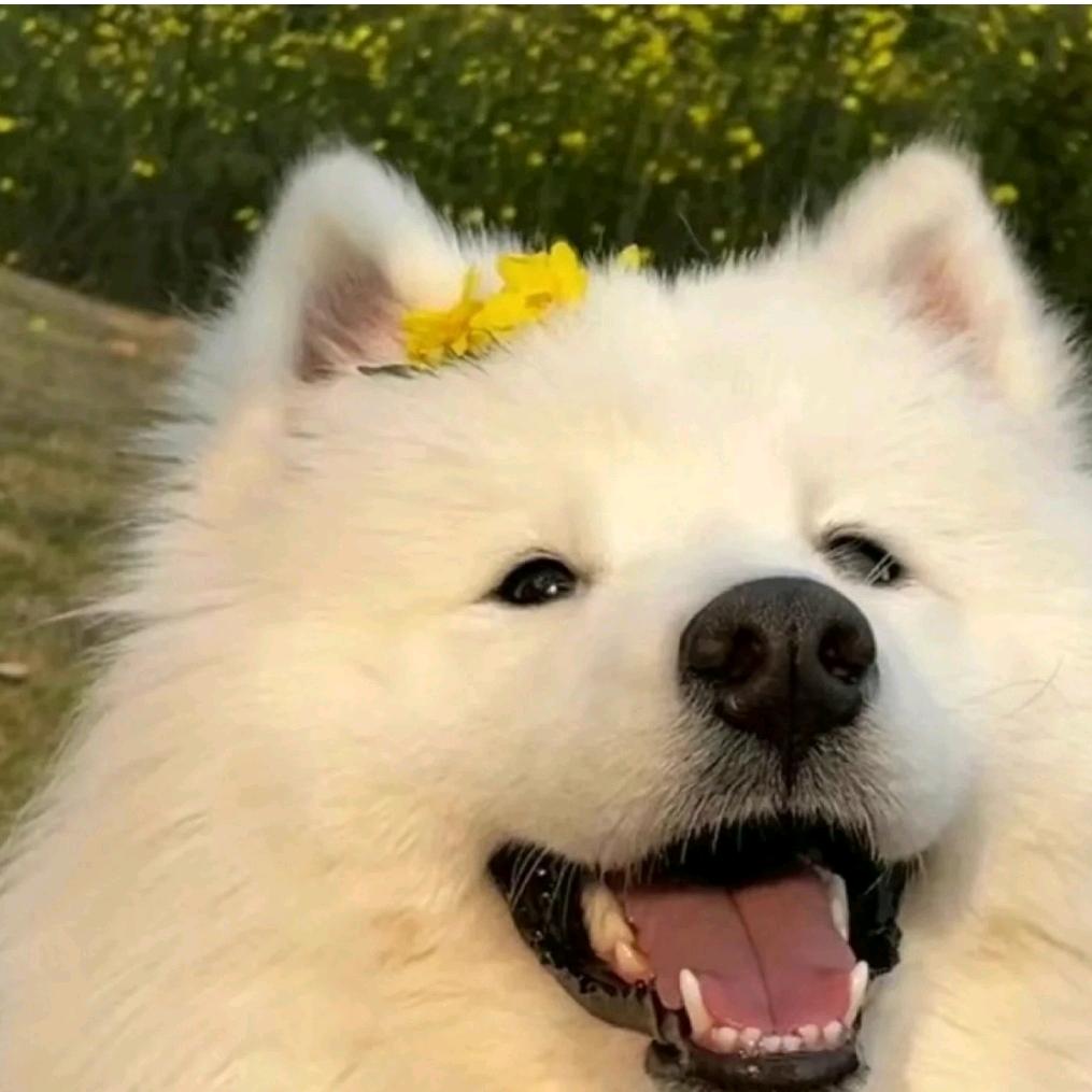 我是一只无忧无虑的小猫