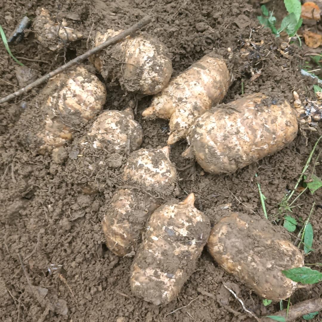 昭通乌天麻土特产(鲜干天麻)天麻两菌。