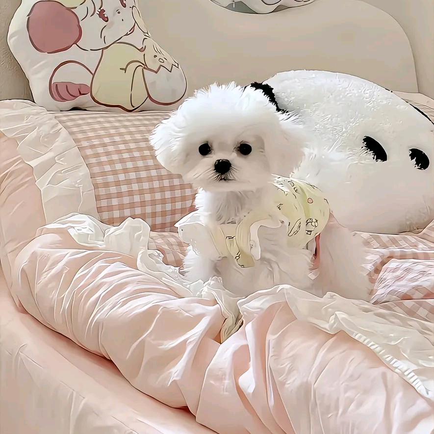 樱桃小丸子🙈（10号）