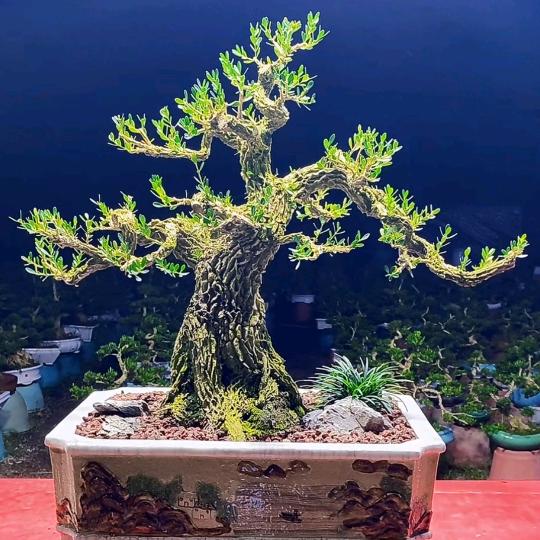 粤韵黄杨阁