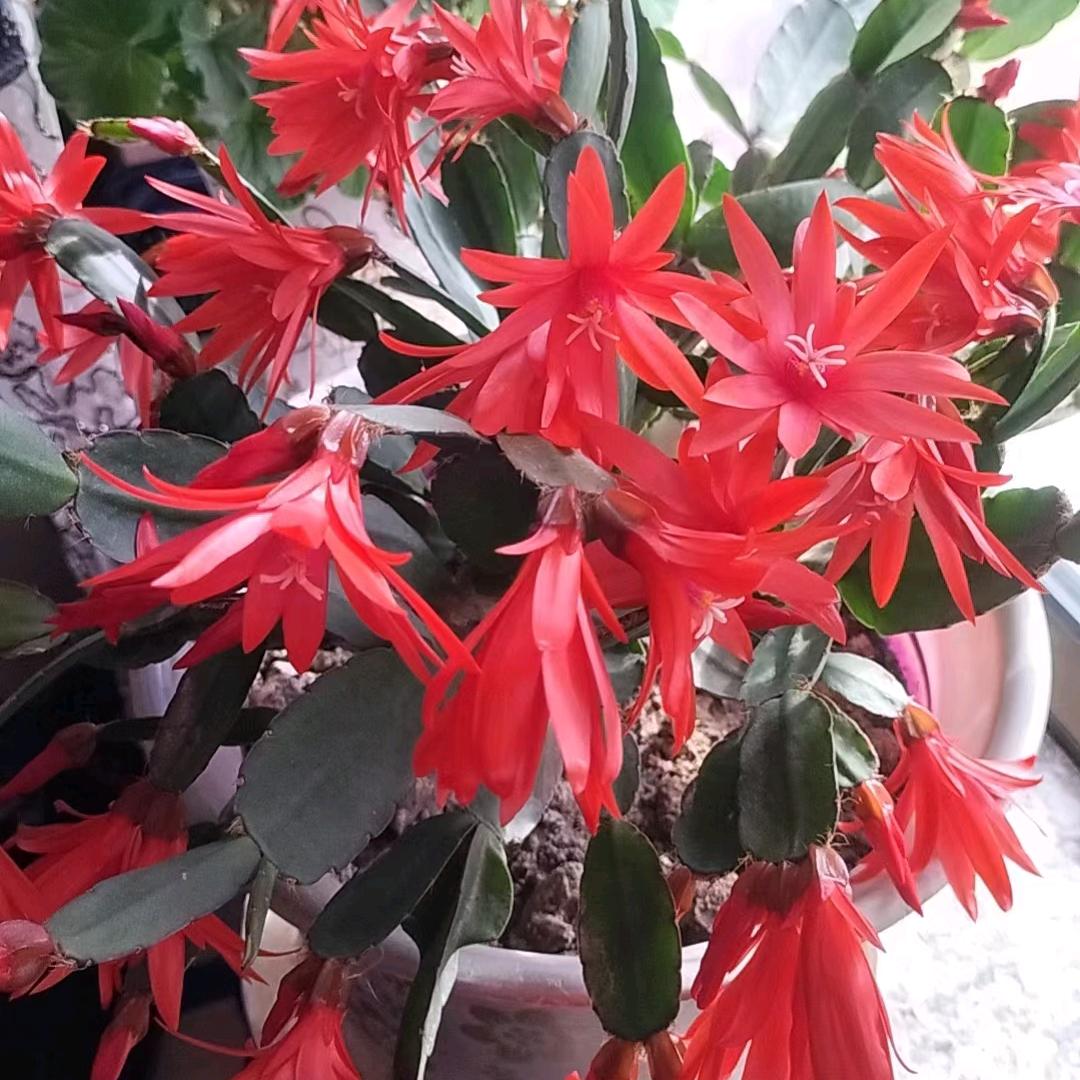 💞🌹💞