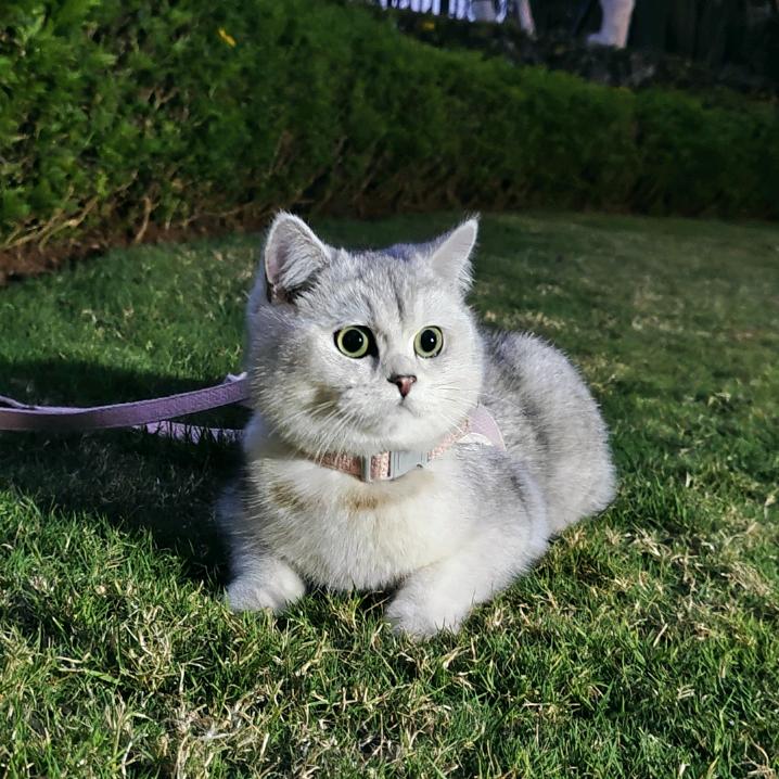 一颗小丸子