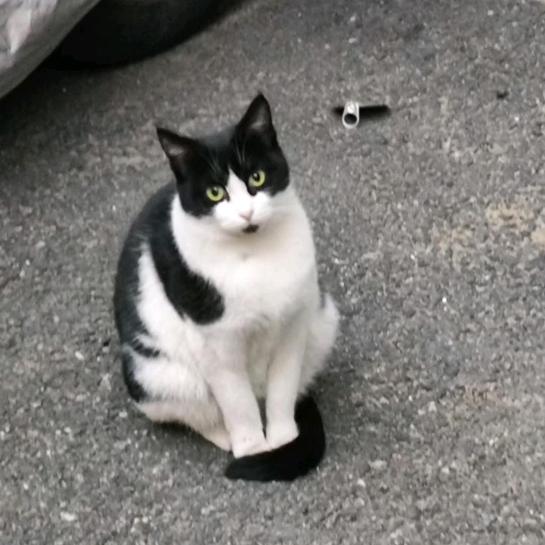 北极面包树