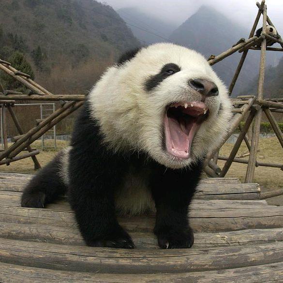 晨