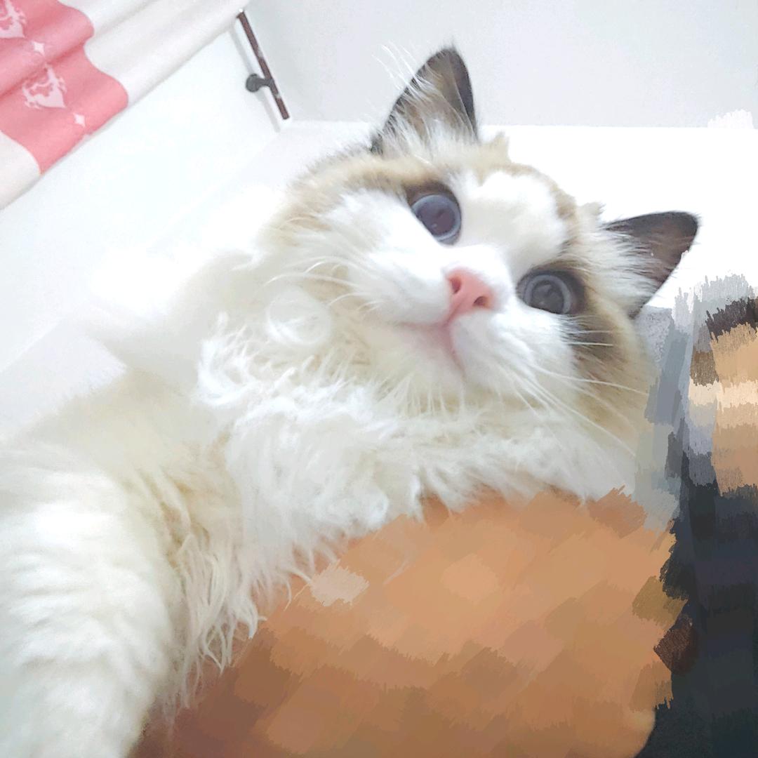 富贵是只猫.