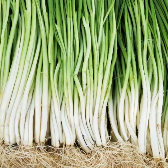 葱